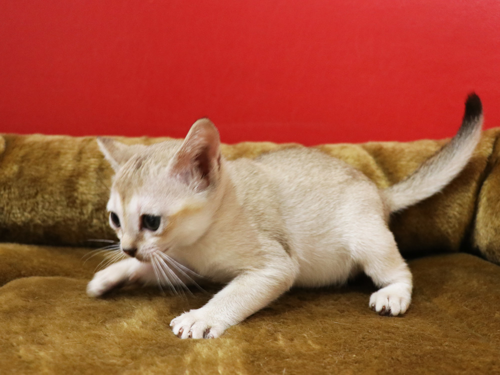 シンガプーラの子猫画像