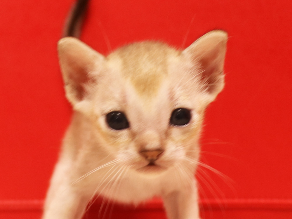 シンガプーラの子猫画像