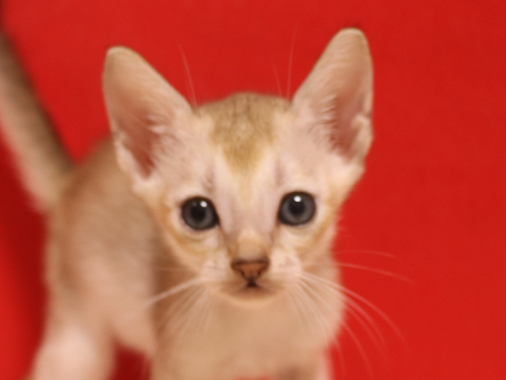 シンガプーラの子猫画像