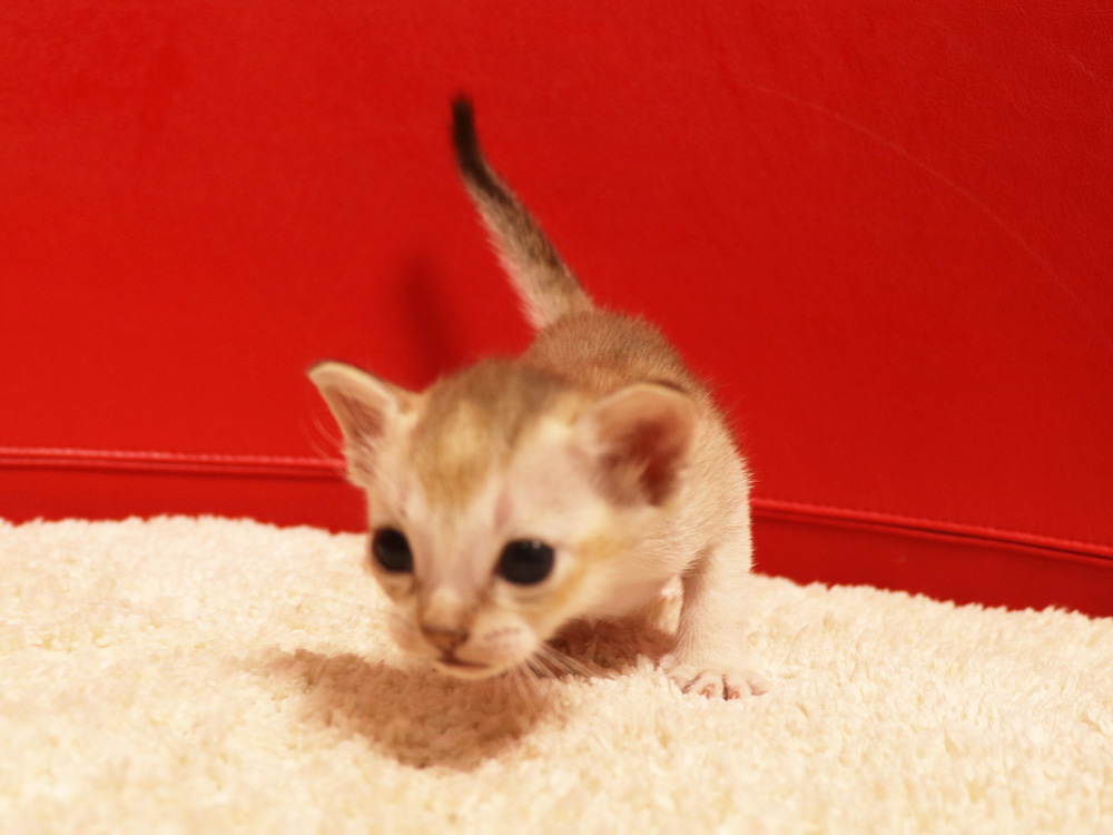 シンガプーラの子猫画像