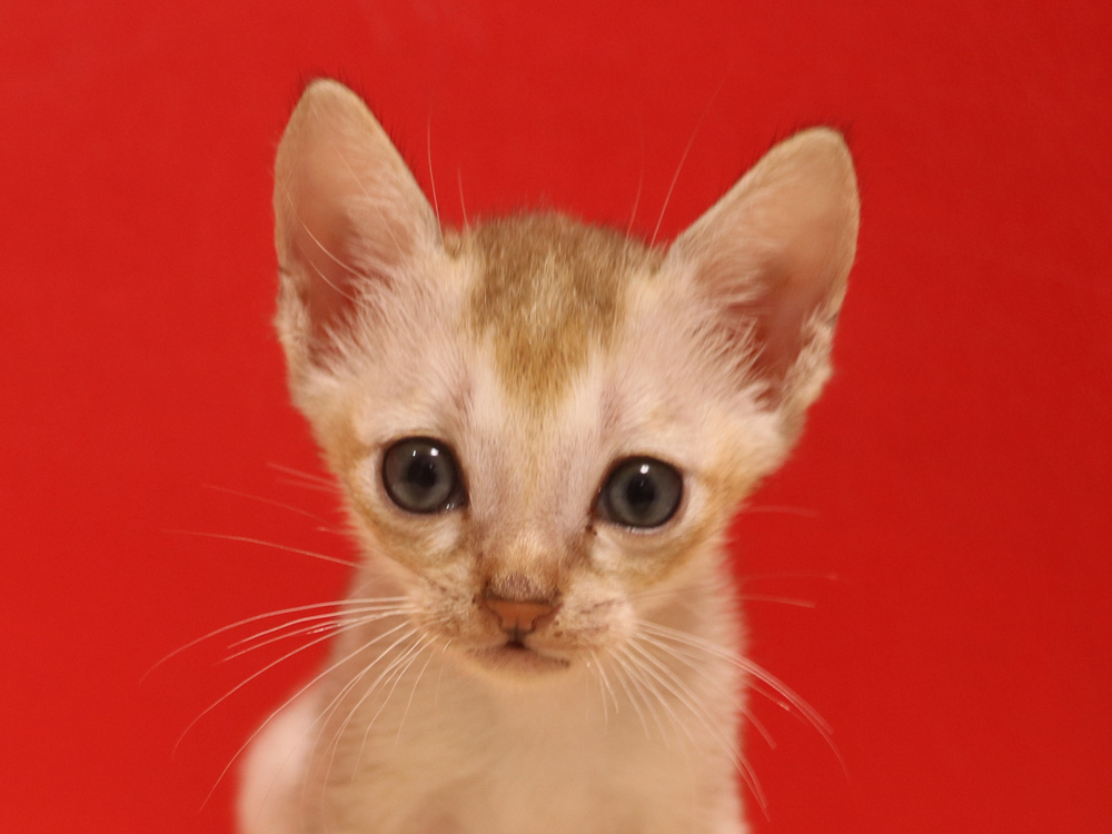 シンガプーラの子猫画像