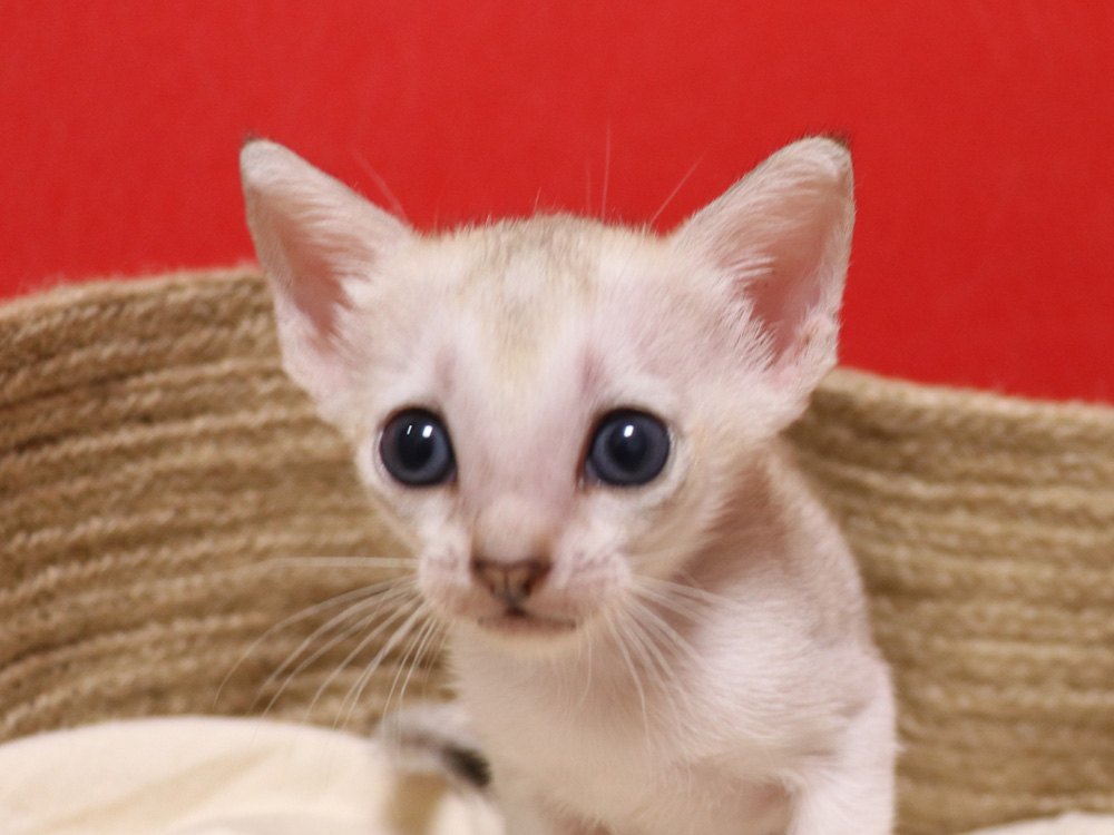 シンガプーラの子猫画像