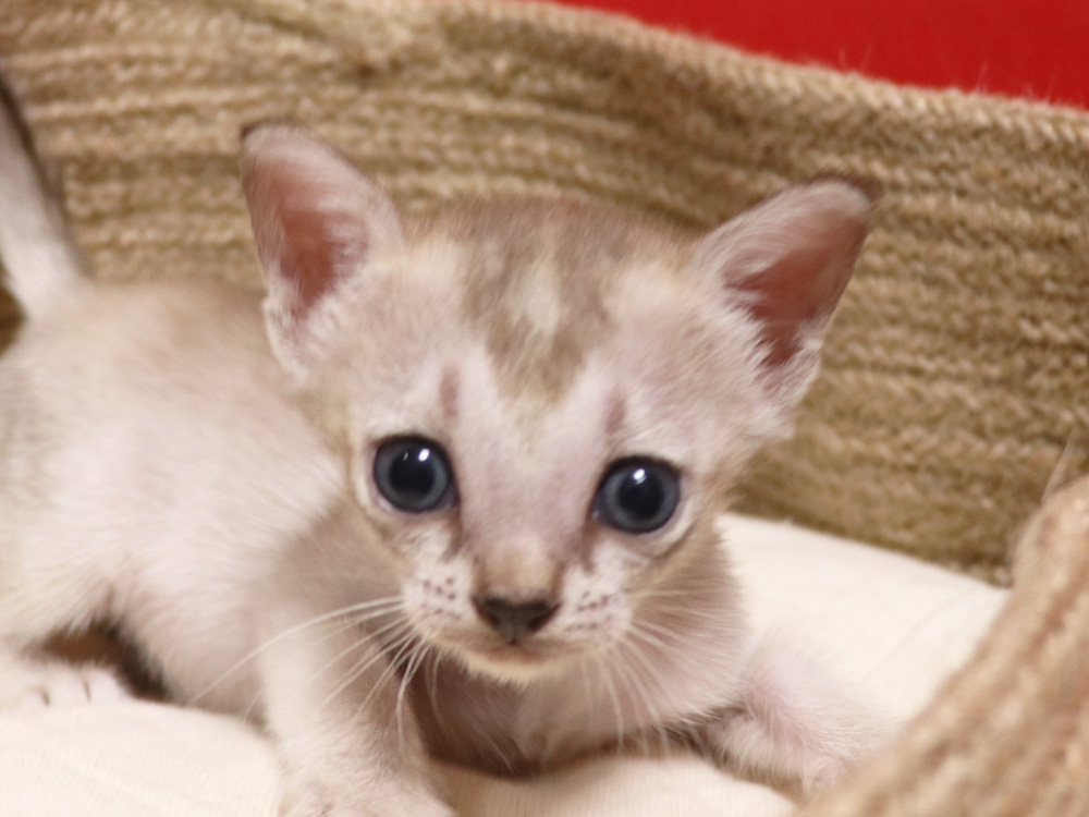 シンガプーラの子猫画像