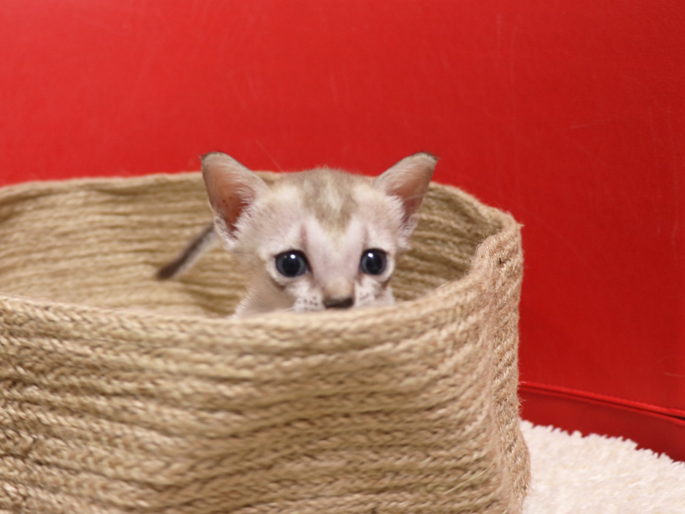 シンガプーラの子猫画像
