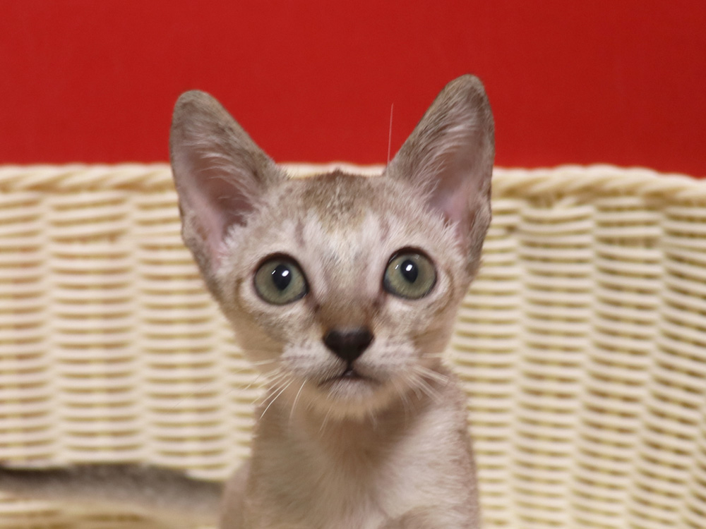 シンガプーラの子猫画像
