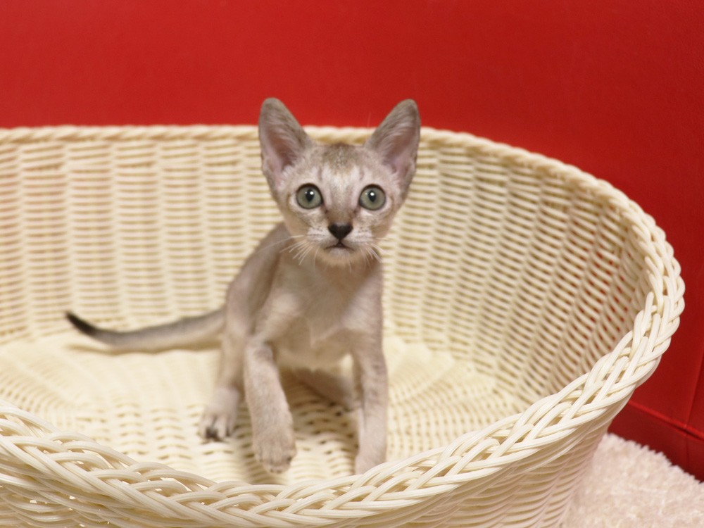シンガプーラの子猫画像