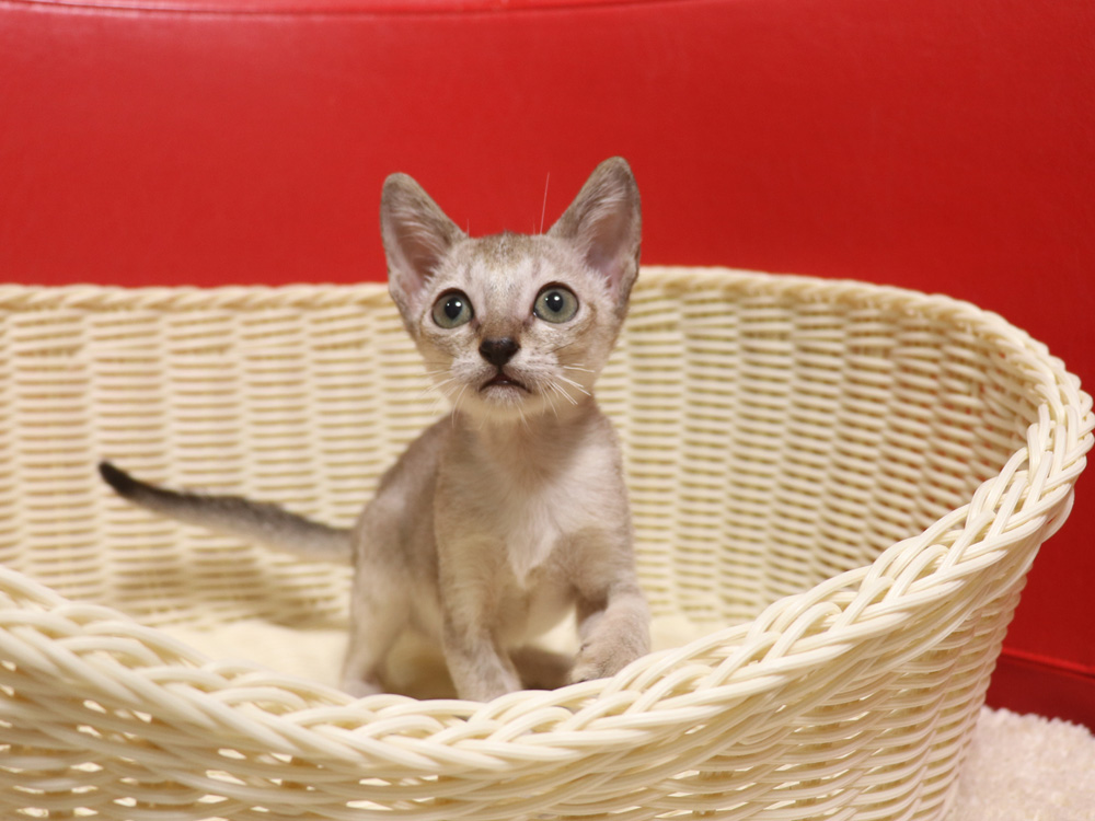 シンガプーラの子猫画像