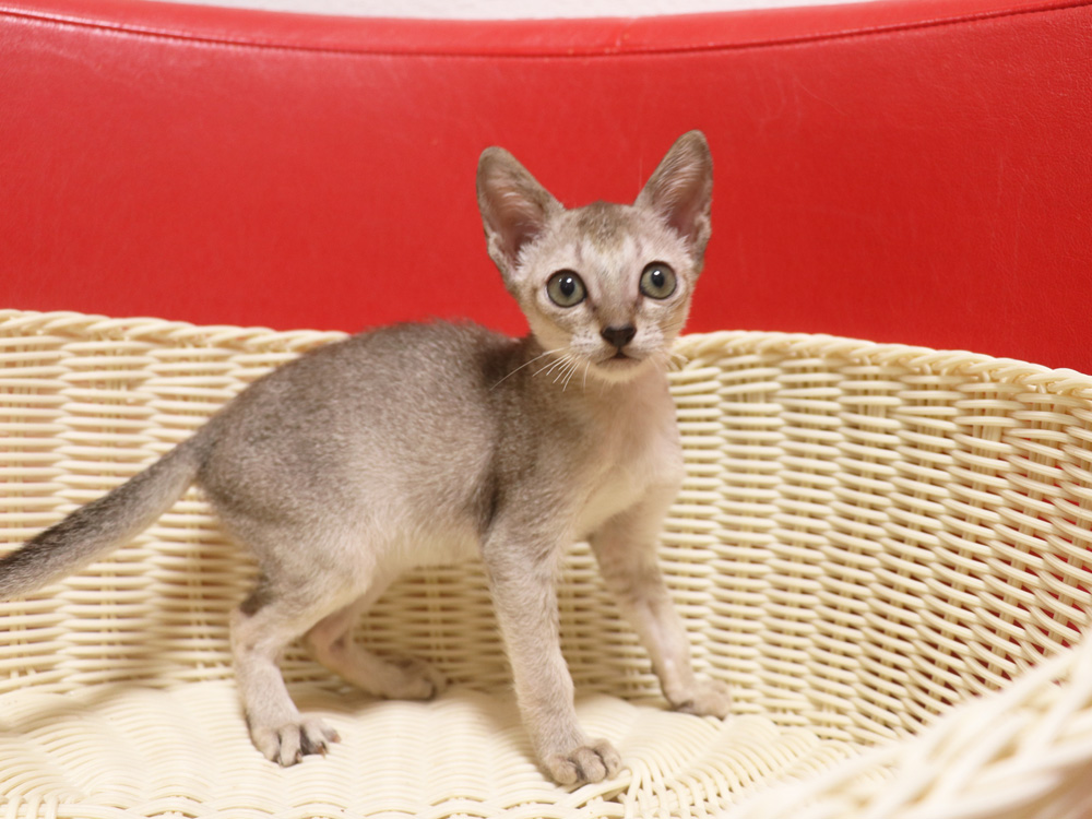 シンガプーラの子猫画像