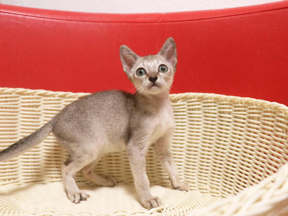シンガプーラの子猫画像