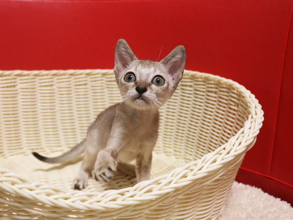 シンガプーラの子猫画像