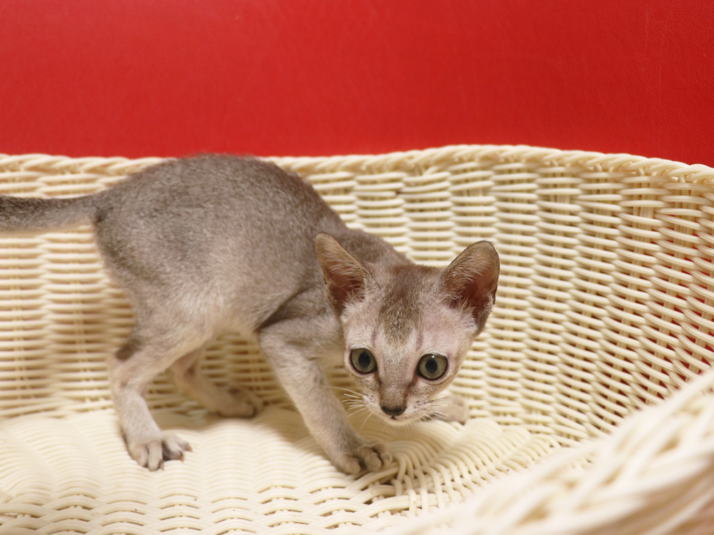 シンガプーラの子猫画像