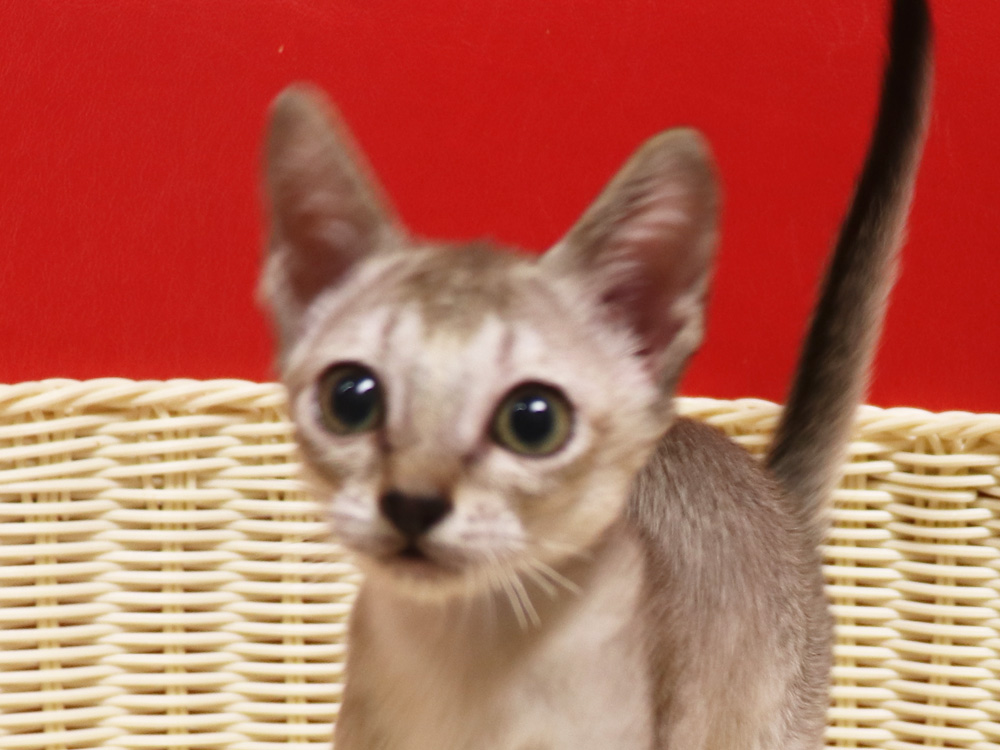 シンガプーラの子猫画像