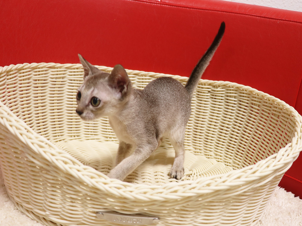 シンガプーラの子猫画像
