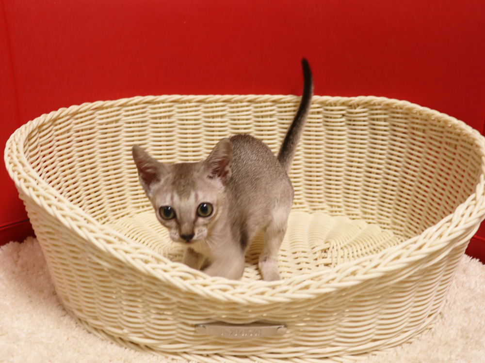 シンガプーラの子猫画像