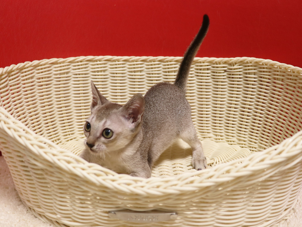 シンガプーラの子猫画像