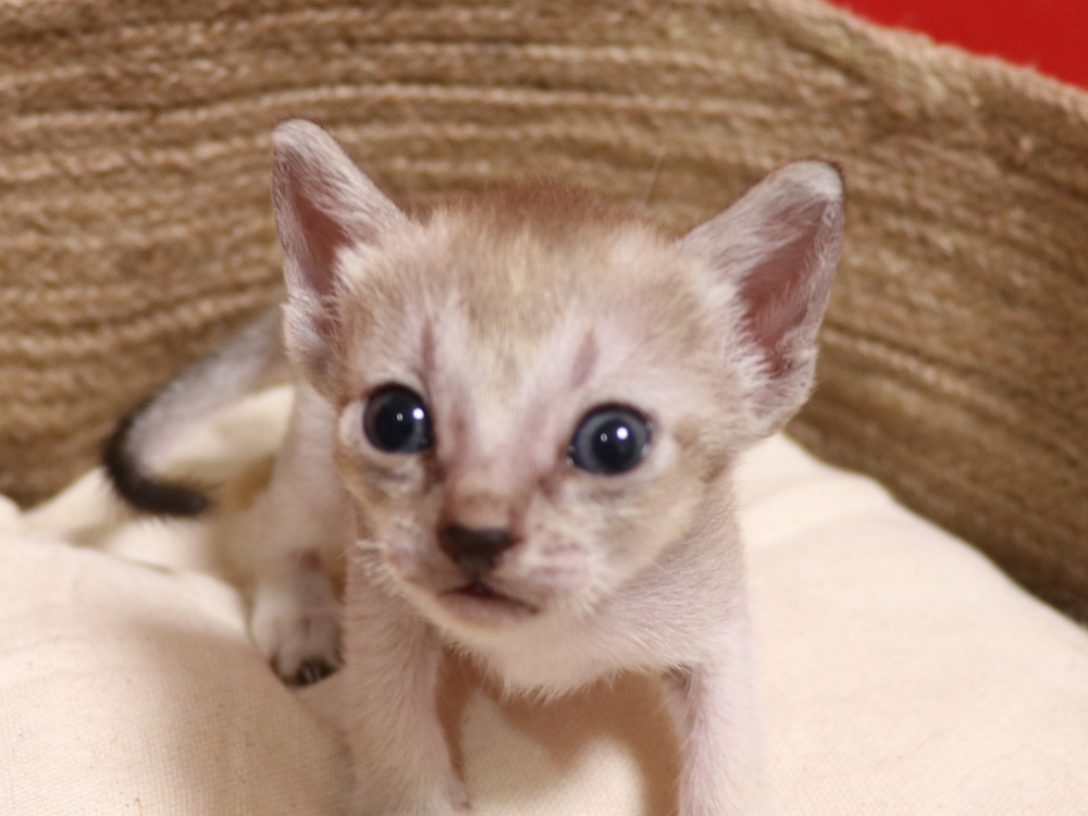 シンガプーラの子猫画像