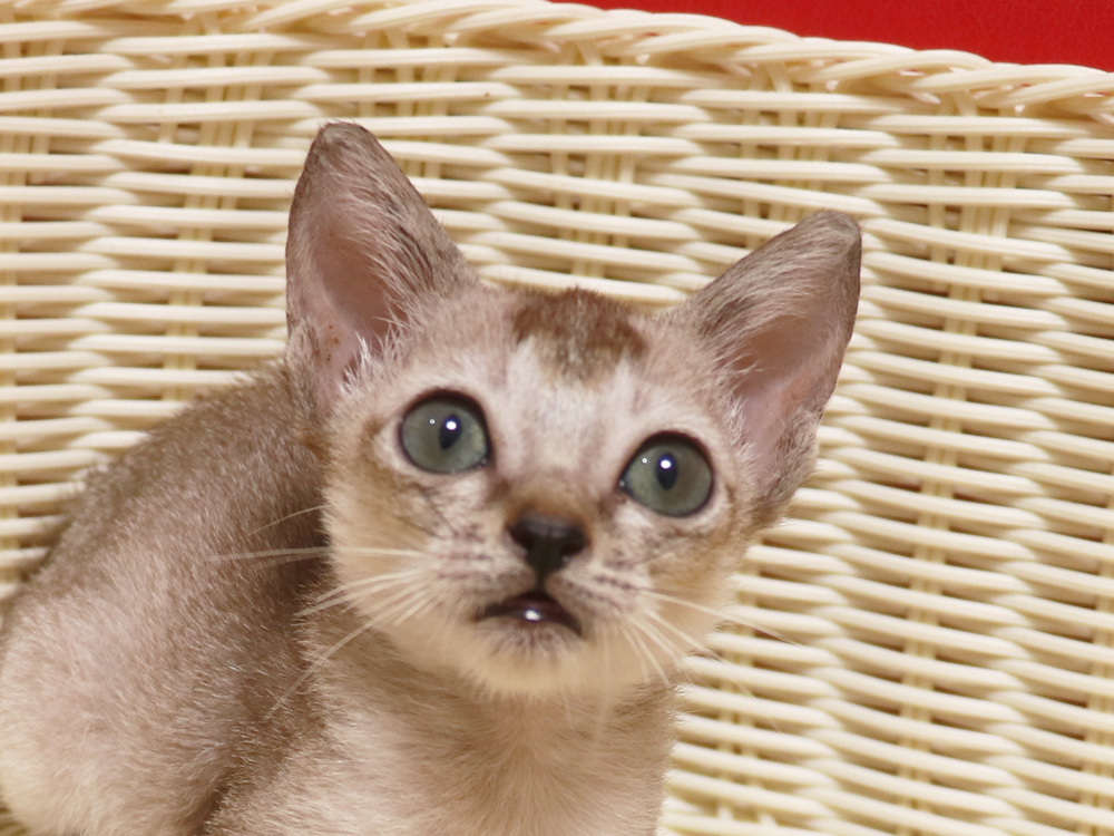 シンガプーラの子猫画像