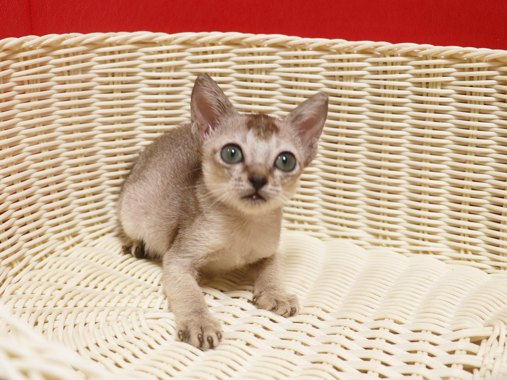 シンガプーラの子猫画像