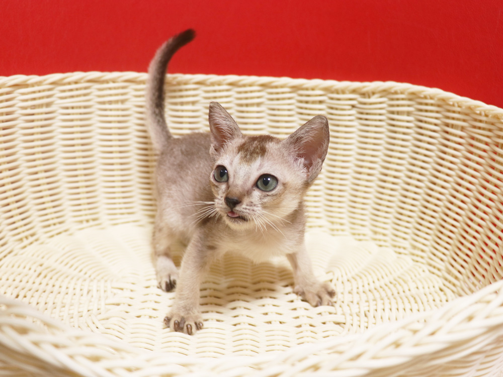 シンガプーラの子猫画像