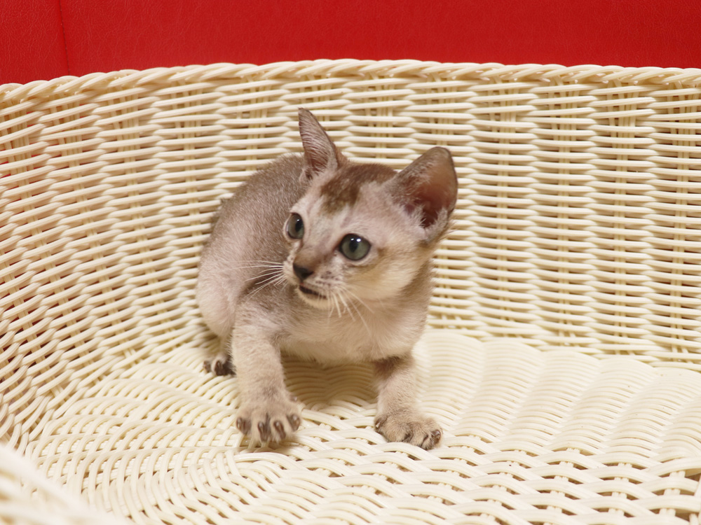 シンガプーラの子猫画像