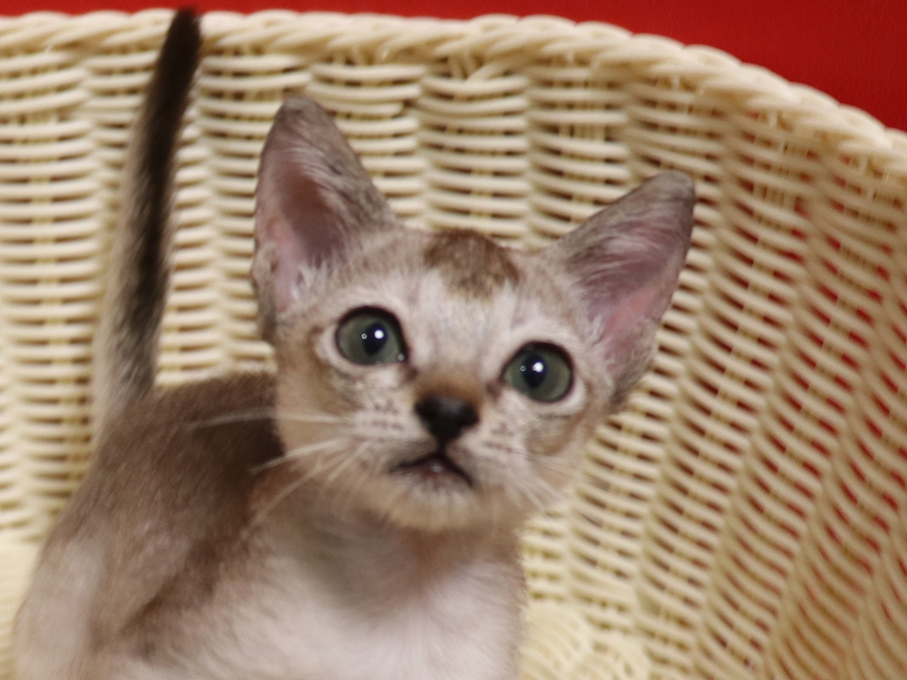 シンガプーラの子猫画像