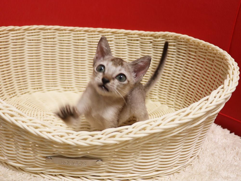 シンガプーラの子猫画像