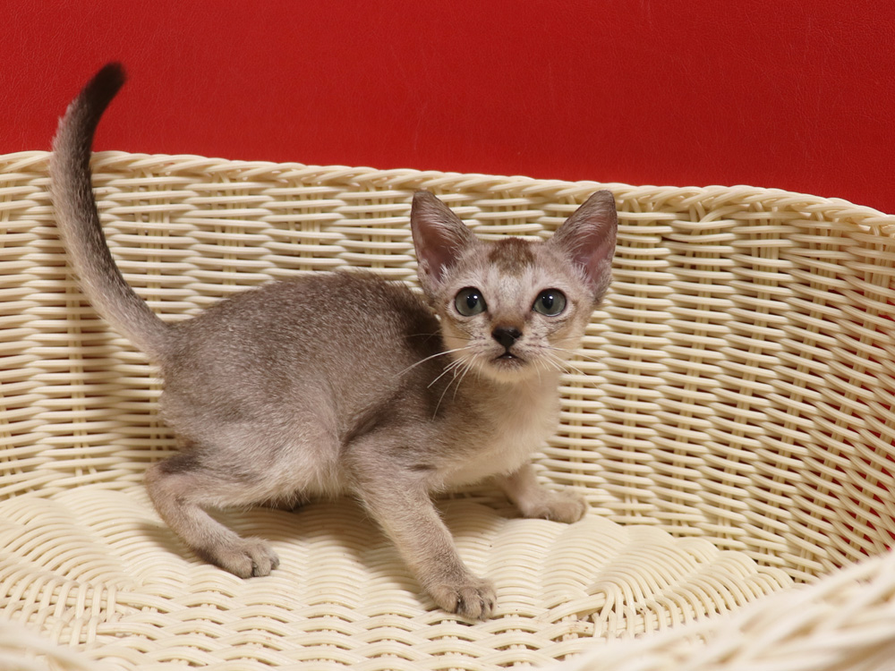 シンガプーラの子猫画像