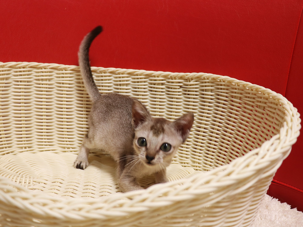 シンガプーラの子猫画像