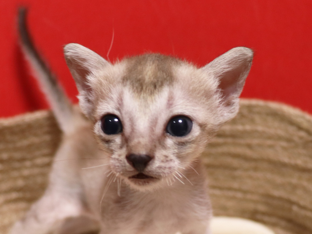 シンガプーラの子猫画像