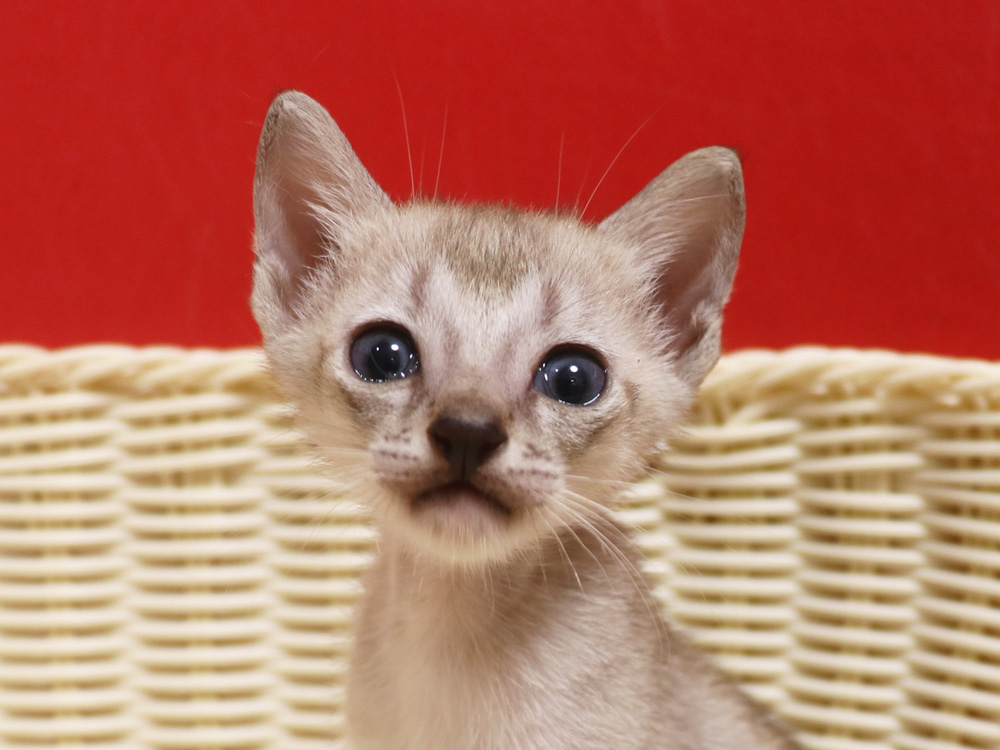 シンガプーラの子猫画像