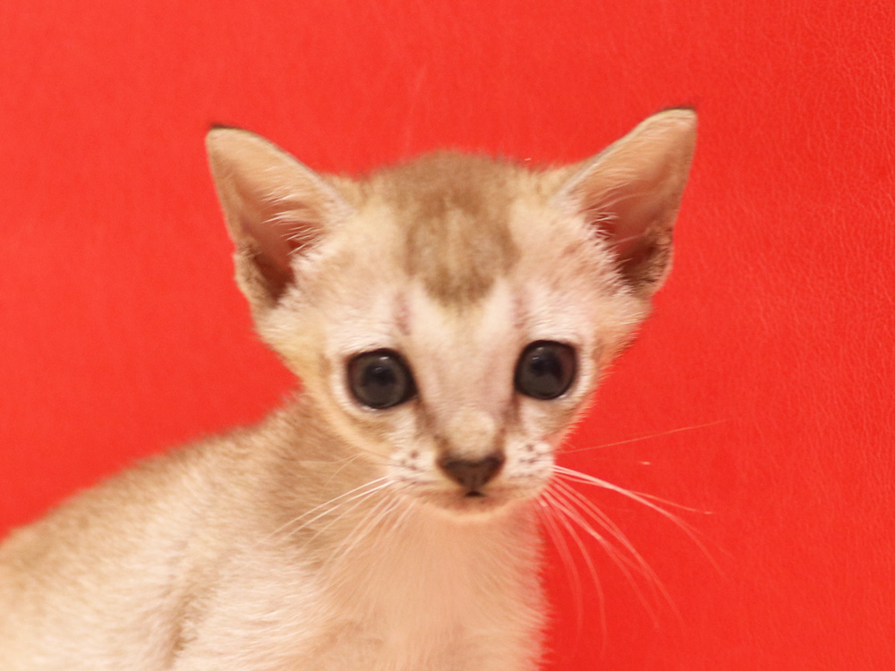 シンガプーラの子猫画像