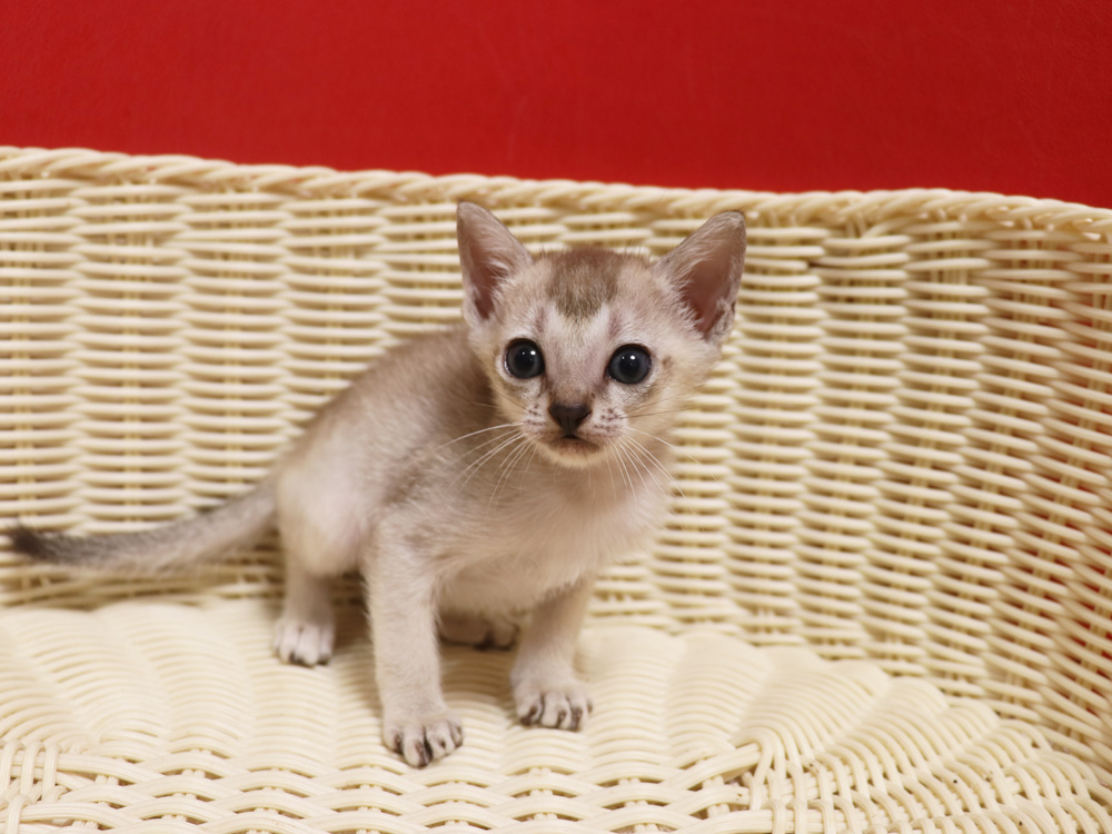 シンガプーラの子猫画像