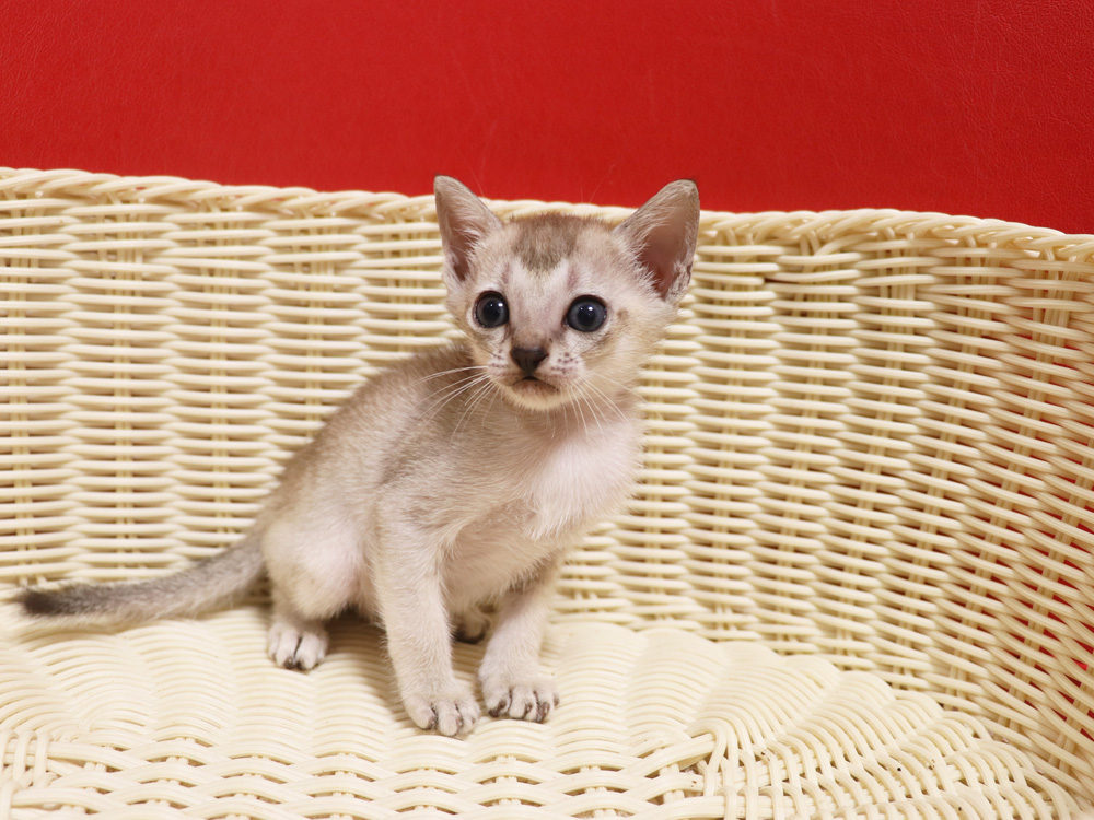 シンガプーラの子猫画像