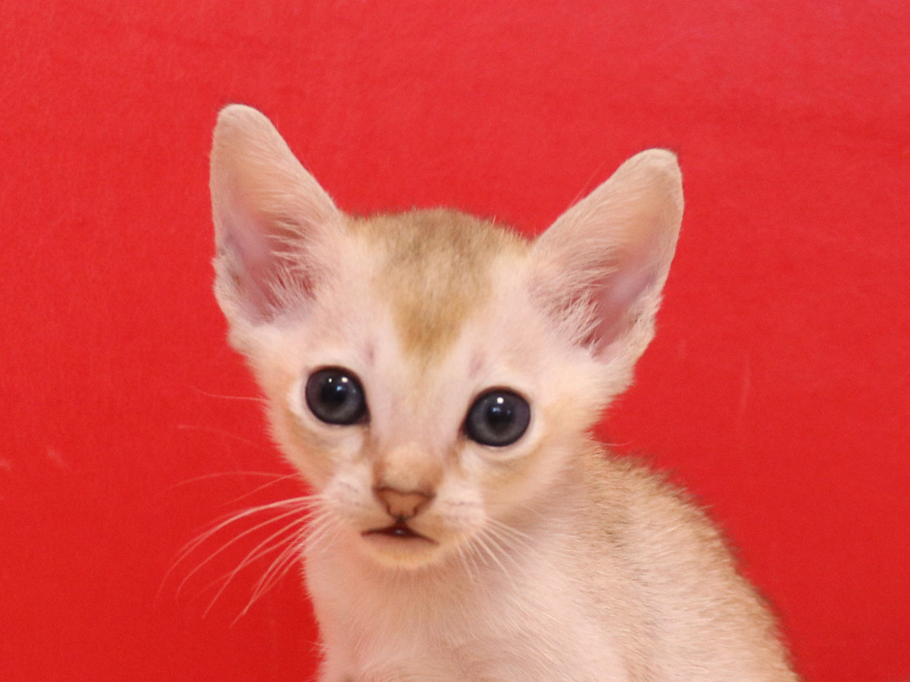 シンガプーラの子猫画像