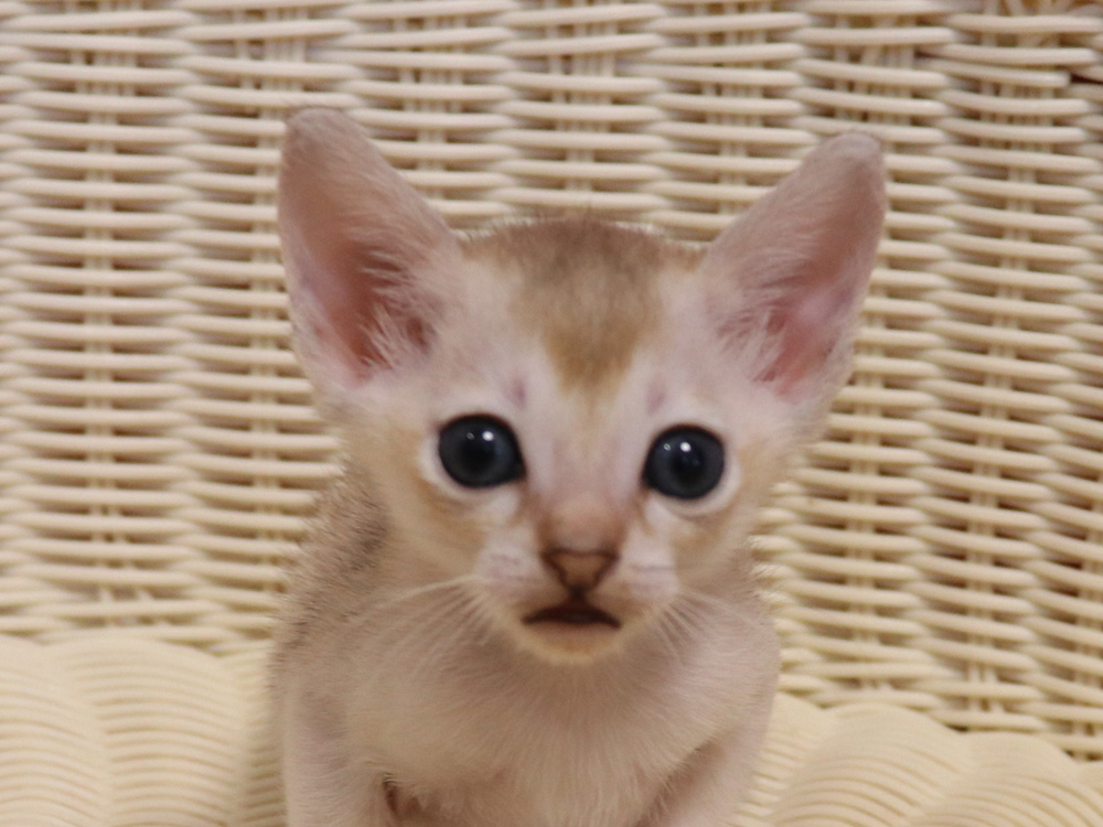 シンガプーラの子猫画像