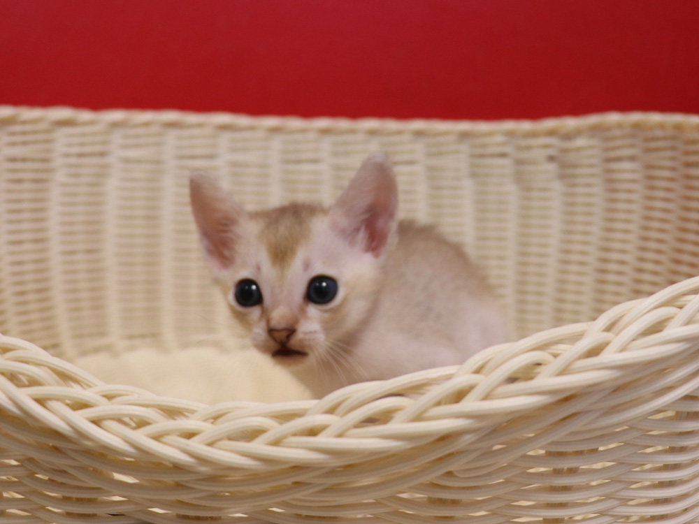 シンガプーラの子猫画像