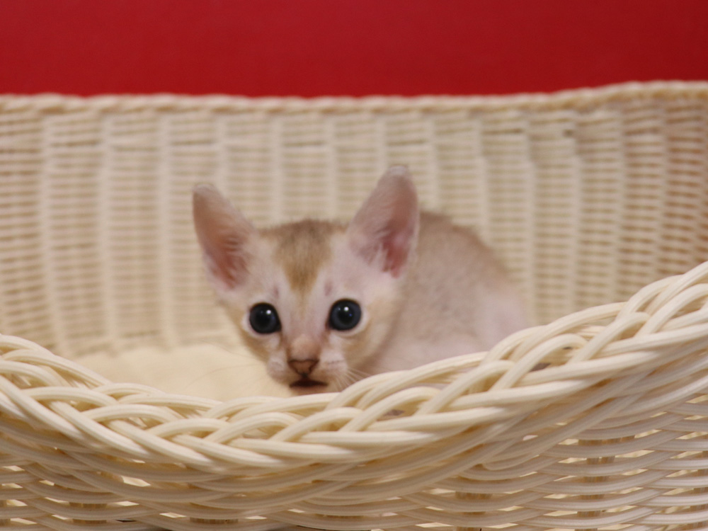 シンガプーラの子猫画像