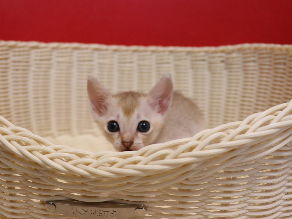 シンガプーラの子猫画像