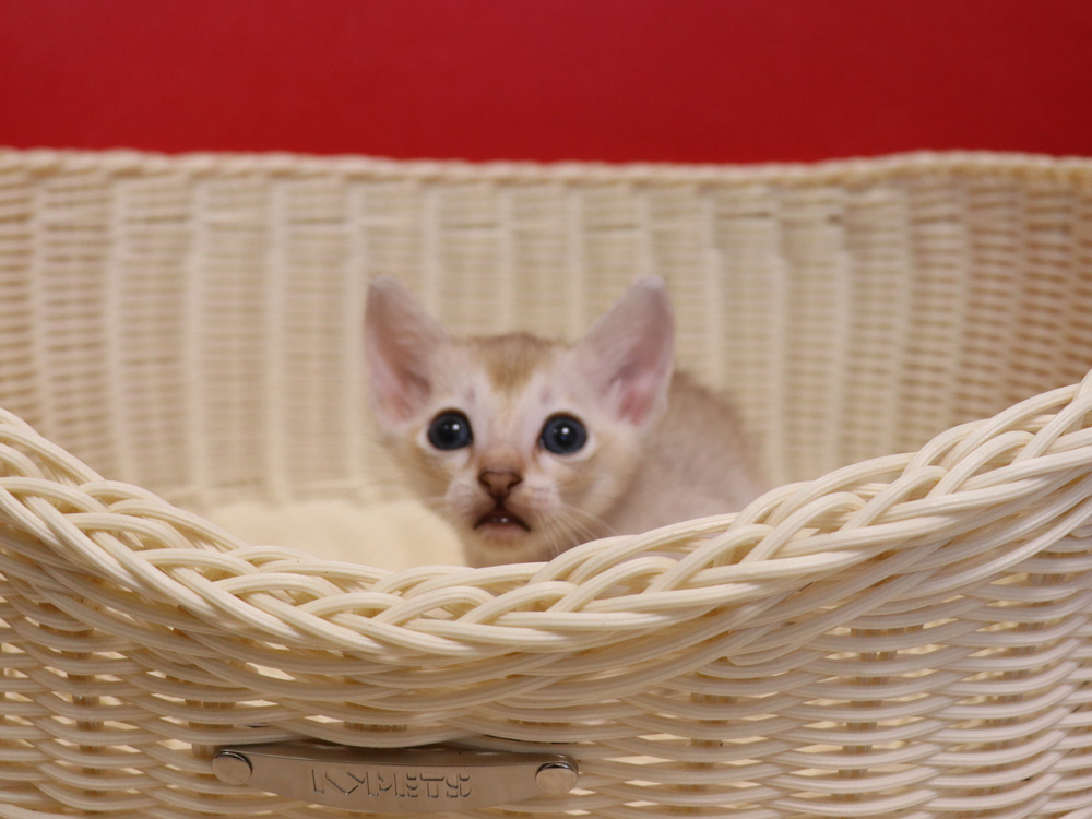 シンガプーラの子猫画像