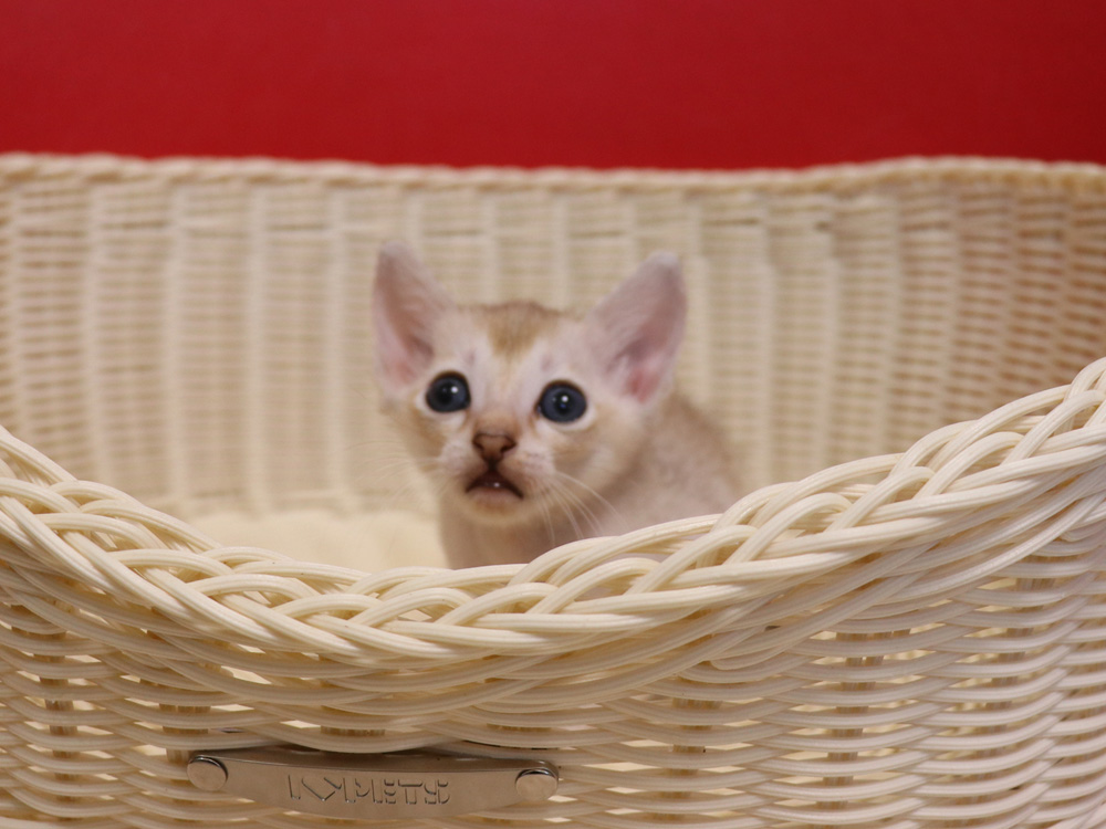 シンガプーラの子猫画像