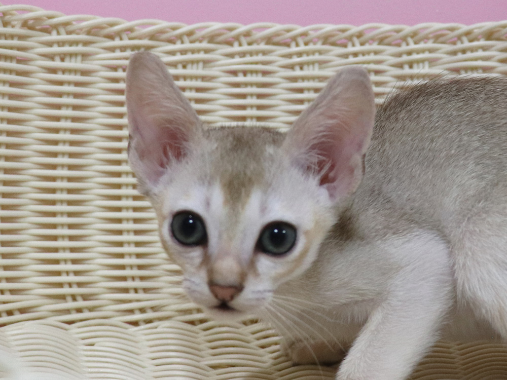 シンガプーラの子猫画像