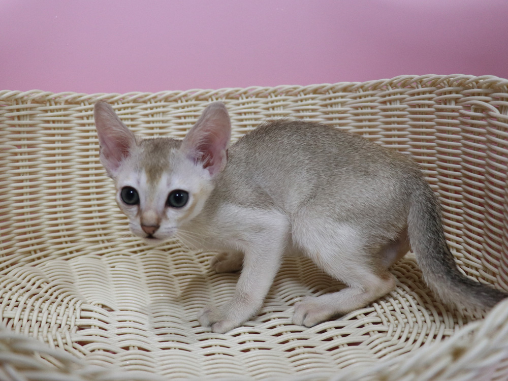シンガプーラの子猫画像