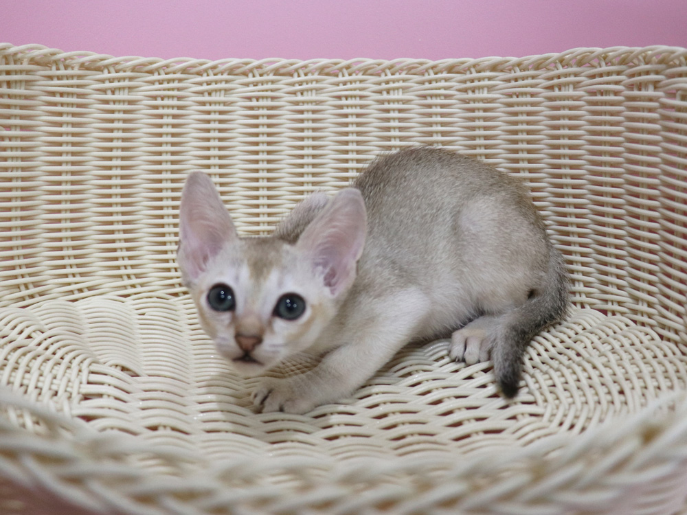 シンガプーラの子猫画像