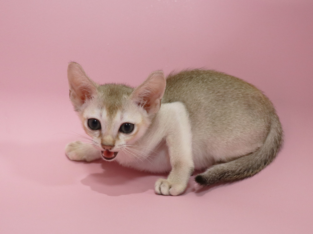 シンガプーラの子猫画像