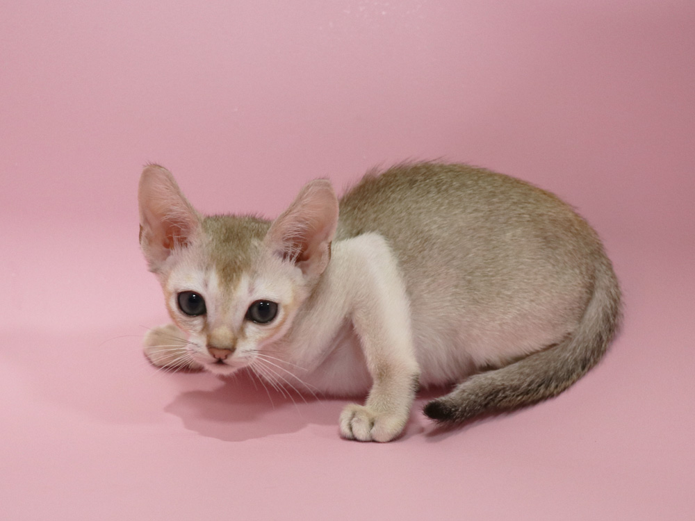 シンガプーラの子猫画像