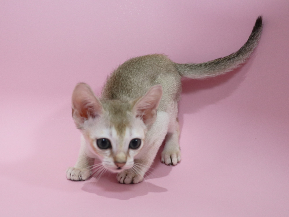 シンガプーラの子猫画像