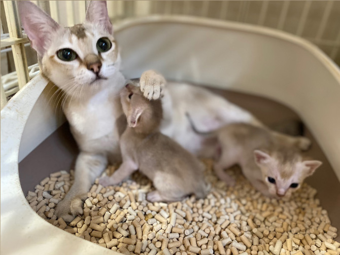 シンガプーラの子猫画像