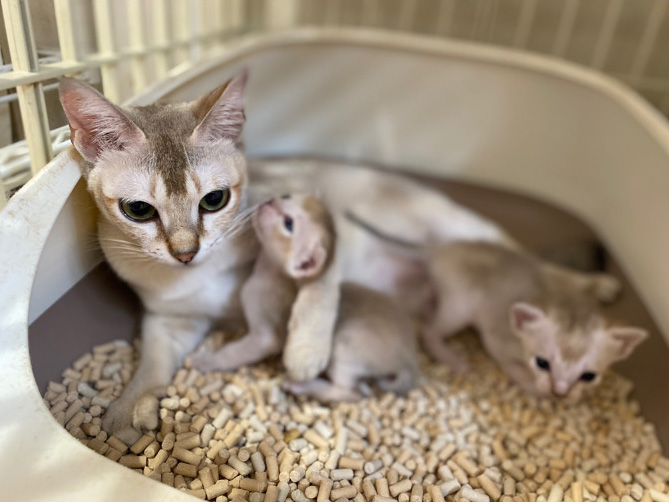 シンガプーラの子猫画像