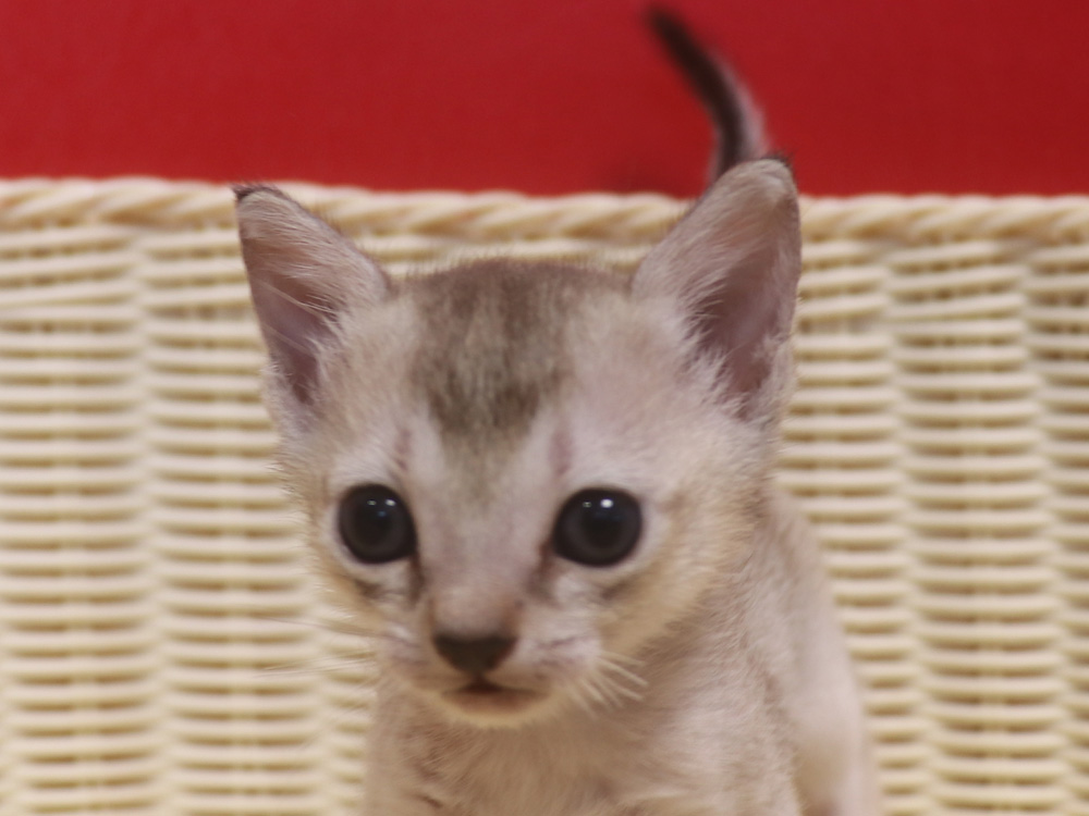 シンガプーラの子猫画像