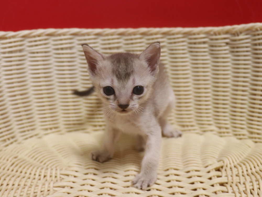 シンガプーラの子猫画像